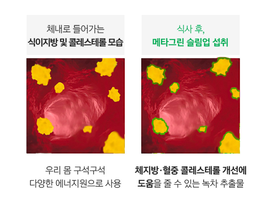 카테킨 작용 방법